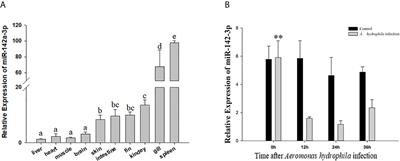 Functional miR-142a-3p Induces Apoptosis and Macrophage Polarization by Targeting tnfaip2 and glut3 in Grass Carp (Ctenopharyngodon idella)